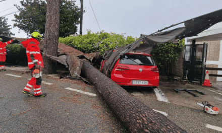 Muere mujer en Madrid tras caer un árbol por el fuerte viento de la borrasca Ciarán