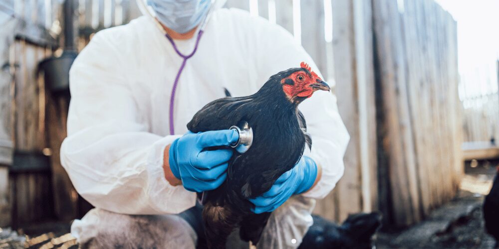 Medidas de bioseguridad y confinamiento en granjas avícolas por alerta de gripe aviar en España y Europa