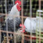 Alerta por Gripe Aviar: La EFSA Recomienda el Confinamiento de Aves de Corral en España y Europa