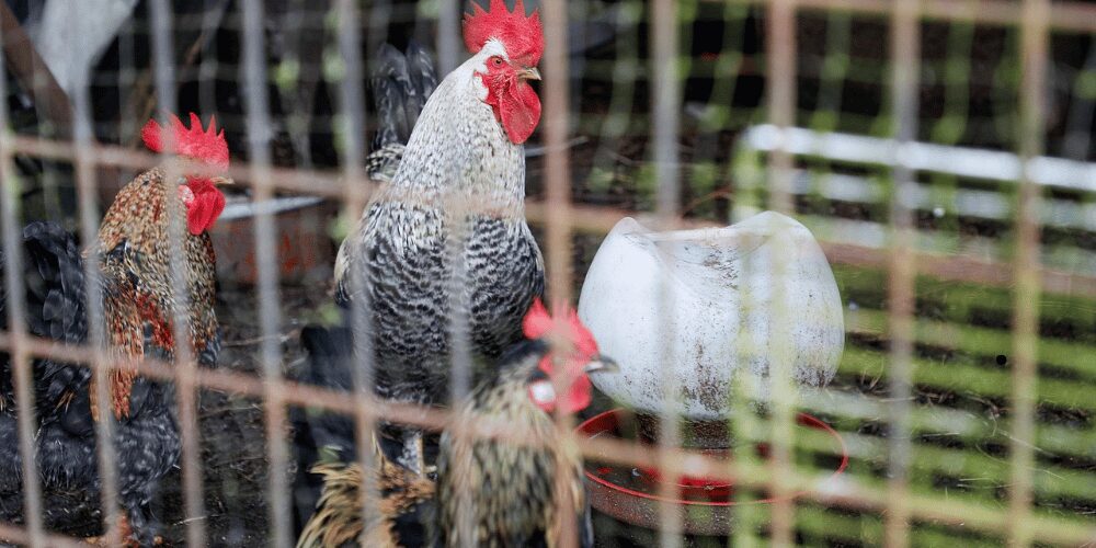 Alerta por Gripe Aviar: La EFSA Recomienda el Confinamiento de Aves de Corral en España y Europa